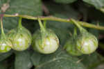 Horse nettle